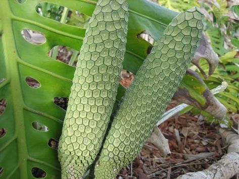 Monster Fruit Monster Fruit, Weird Fruit, Low Carb Soup Recipes, Nature's Bounty, Monstera Plant, Growing Fruit, Monstera Deliciosa, Plant Cuttings, Fruit Plants