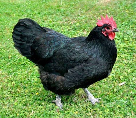 Australorp chicken Meat Chickens Breeds, Australorp Chicken, Black Australorp, Heritage Chicken Breeds, Heritage Chickens, Wyandotte Chicken, Laying Chickens Breeds, Laying Chickens, Best Egg Laying Chickens