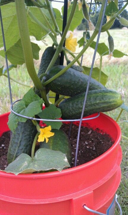 Cucumbers in a 5 gal bucket!  Marvelous. Container Gardening Fruit, Growing Vegetables In Pots, Bucket Gardening, Small Vegetable Gardens, Growing Cucumbers, Vegetable Garden Diy, Plants Growing, Diy Raised Garden, Backyard Vegetable Gardens