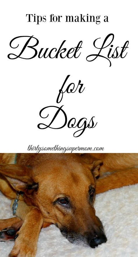 Bucket List For Dogs, Dog Spoiling Ideas, Dogs Last Day Ideas, Dog Last Day, Crazy Bucket List, Dog Bucket List, Mom Crafts, Ideas For Dogs, Dog Poems