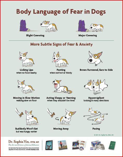 Image source: Dr. Sophia Yin Dog Body Language, Dog Behavior Problems, Basic Dog Training, Dog Brain, Dog Training Techniques, Best Dog Training, Behavior Problems, Training Your Puppy, Obedience Training