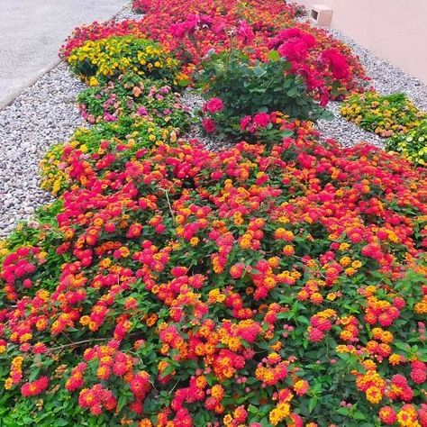 Ground Cover Ideas, Lantana Bush, Yellow Lantana, Oasis Decor, Lantana Flower, Lantana Plant, Low Growing Shrubs, Simple Landscaping, Flower Bed Designs