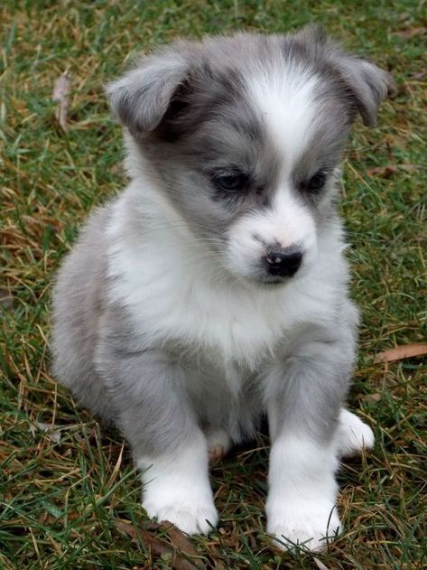 Dog Types, Australian Shepherd Puppy, Australian Shepherd Mix, Aussie Puppies, Corgi Mix, Australian Shepherds, Border Collies, Shepherd Puppies, Baby Dogs