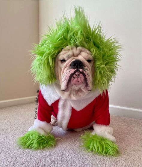 Grinch Dog Costume Diy, Dog Grinch Costume, Christmas Dog Ideas, Willow Outfits, Dog Treats Christmas, Hot Dog Dog, Grinch Dog, O Grinch, Diy Dog Sweater