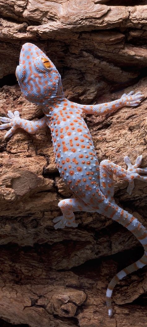 Tokay Gecko, Animals Wallpapers, Wallpaper S, Animal Wallpaper, Lizards, Drawing Inspo, Gecko, Amphibians, Toad