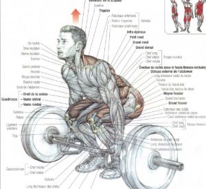 Exercise Knowledge, Dead Lift Workout, Human Anatomy Picture, Trap Bar Deadlift, Strength Training Anatomy, Muscular System Anatomy, Dead Lift, Stiff Leg Deadlift, Powerlifting Training