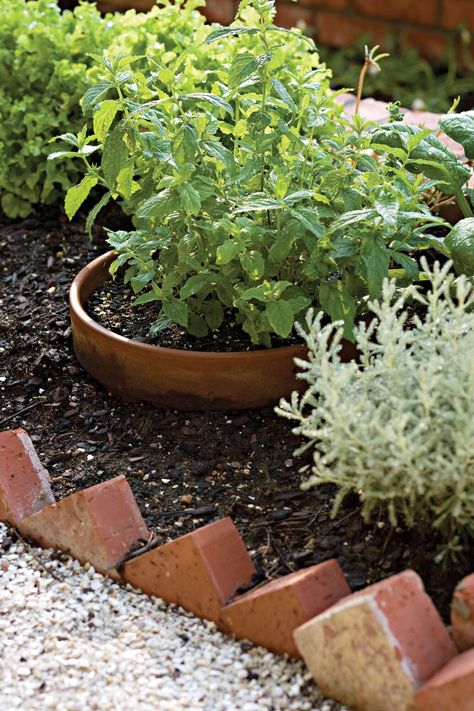 Mighty Mint Heat Tolerant Plants, Container Gardening Ideas, Southern Living Plants, Full Sun Plants, Garden Stand, Eco Friendly Kitchen, Wall Garden, Blooming Plants, Front Yard Garden