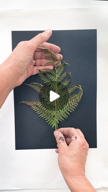 Impressions of Nature on Instagram: "❄🌿✨Continuing with the Festive theme I had to start printing with GOLD! ❄🌿✨ 

Ferns lend themselves beautifully to this time of year and also monoprinting I am always delighted with the results and this one was not exception.

I will be printing lots more festive themed plants this month as it is such a great activity for all ages to help us to slow down a little and appreciate this time of year, when the weather is a bit wild and the light levels are a challenge (for me anyway!) 

If you want to try this I have updated the links to materials to include some metallic and all there materials are all on the website https://www.impressionsofnature.co.uk/materials  links also in the profile 👉 @impressionsofnatureprints. 
If this sparks some ideas for you Pressed Leaf Art Diy, Art From Natural Materials, Pressed Leaf Art, Botanical Monoprinting, Ferns Painting, Leaf Printing Art Ideas, Leaf Impression Painting, Art With Leaves, Leaves Collage