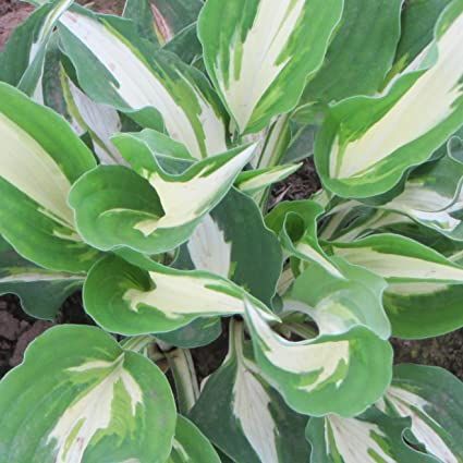 Christmas Transition, Plantain Lily, Glory Of The Snow, Christmas Easy, Shade Gardens, Hosta Plants, Christmas Plants, Dappled Light, Soft Lavender