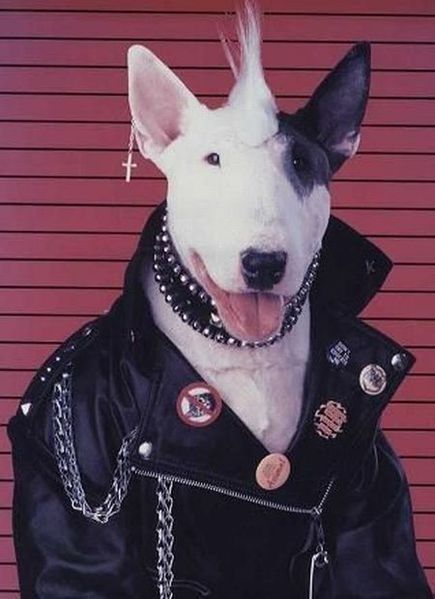 Don't worry about being the coolest dog Punk Dog, Aesthetic Essentials, Aesthetic Dog, Dog Aesthetic, Crust Punk, A Punk, Cute Accessories, Punk Rocker, Bad Dog