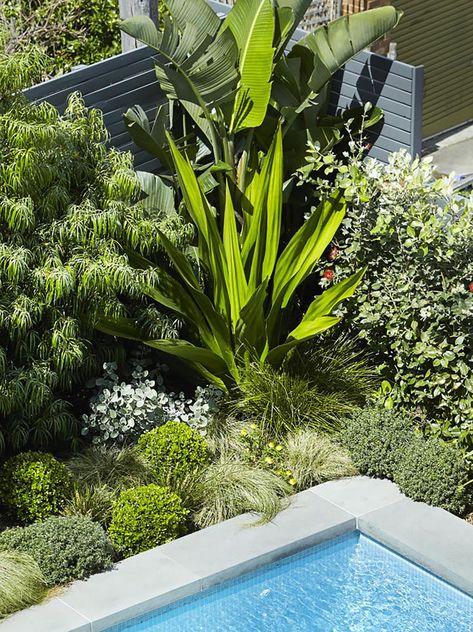 Native Pool Landscaping, Poolside Landscaping, Side Courtyard, Planting Layout, Courtyard Landscape, Pool Plants, Architectural Plants, Coastal Garden, Pool Landscape