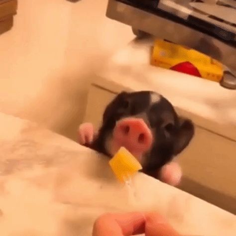 New GIF on Giphy Piglet Gif, Pig Gif, Funny Photoshop Pictures, Eating Fruit, Baby Piglets, Pigs Eating, Cute Piglets, Nom Nom Nom, Funny Photoshop