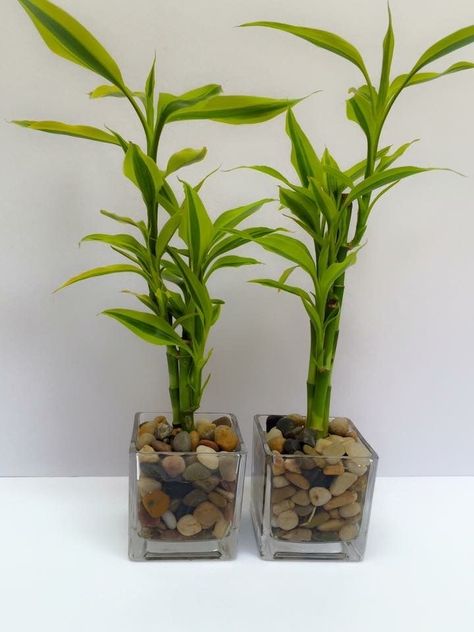 Bamboo House Plant, Bamboo Plant Care, Water Plants Indoor, Tanaman Air, Cactus House Plants, Lucky Bamboo Plants, Plants In Jars, Making Plant Pots, نباتات منزلية