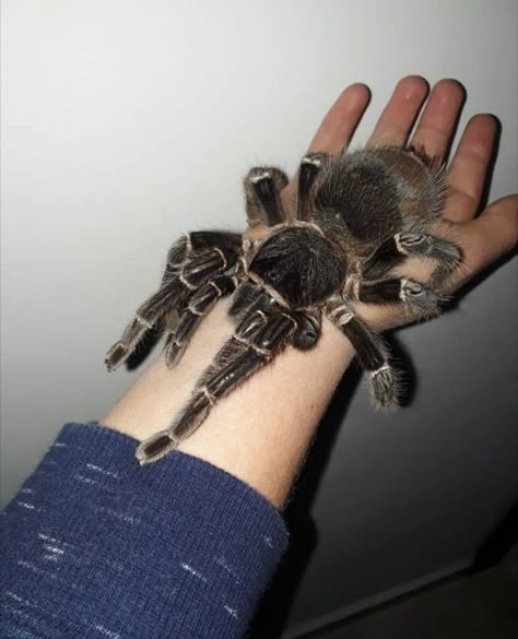 ♀️ Lasiodora parahybana Dangerous Spiders, Animal Pics Funny, Pet Tarantula, Pets Illustration, Arachnids Spiders, Huge Spiders, Pet Aesthetic, My Biggest Fear, Tarantula Spider