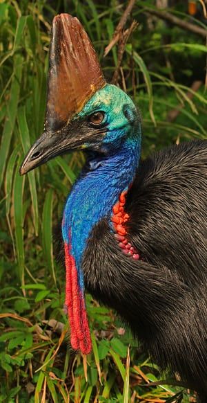 Burung Kakatua, Cassowary Bird, Nature Writing, Australia Animals, Flightless Bird, Australian Wildlife, Australian Birds, Australian Animals, Bird Pictures