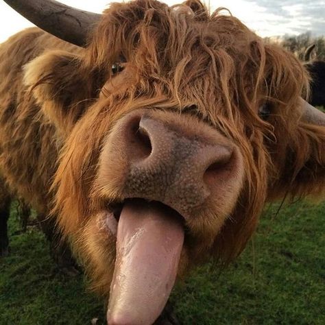 Highland Cow Long Horns, Scottish Highland Cow, Fluffy Cows, Cow Pictures, Highland Cattle, Baby Cows, A Cow, Blue Heeler