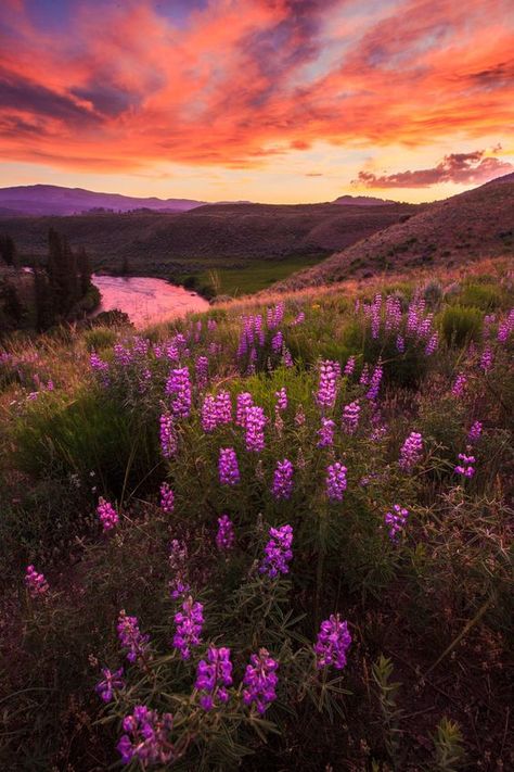 Wildflowers Wallpaper, A Short Hike, Lamar Valley, Wildflower Photo, National Park Photos, Divine Nature, Scenery Pictures, Fantasy Places, Autumn Scenery