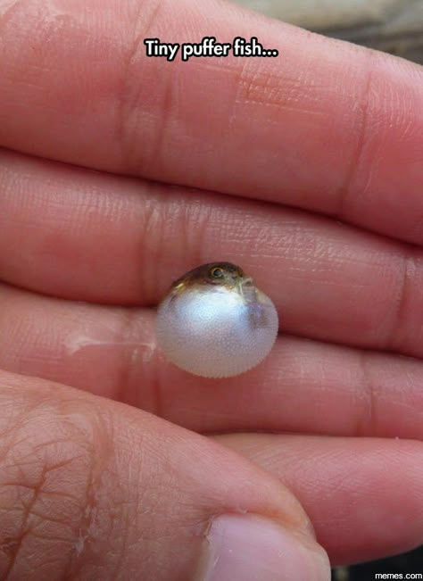 Tiny puffer fish http://funphotololz.com/random/tiny-puffer-fish/ Puffer Fish, Baby Animals Funny, Cute Creatures, Adorable Baby, Cute Little Animals, Sea Animals, 귀여운 동물, Animal Memes, Cute Funny Animals