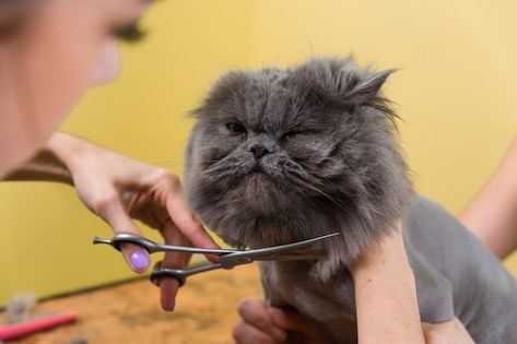 Cat grooming in pet beauty salon. | Premium Photo #Freepik #photo #cat-grooming #groomer #grooming #persian-cat Puppy Haircut, Cat Groomer, Pet Grooming Salon, Photo Cat, Puppy Grooming, Pet Paradise, Pet Spa, Grooming Salon, Dog Wash