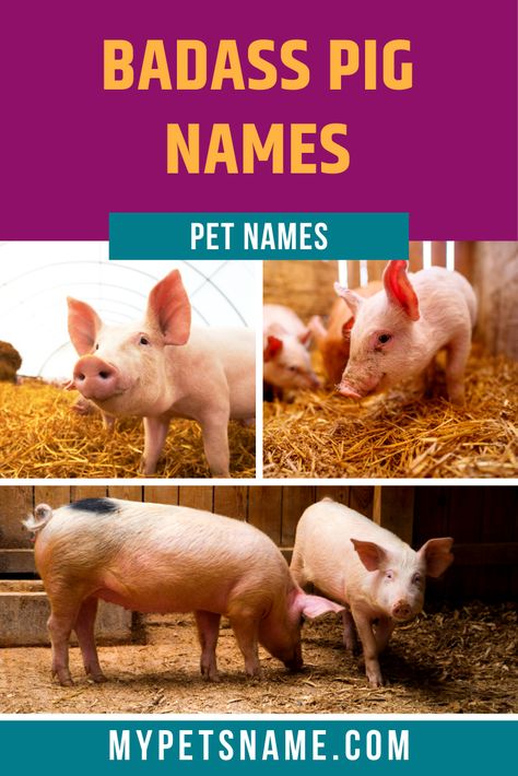 Pigs have featured significantly throughout literature and the media, playing the roles of heroes and villains, friends and foes. If your pig is your hero and you want to give him a fitting name, choose from our list of badass pig names. Take a look! Show Pig Names Ideas, Pig Names, Pet Pig, Old English Names, Pot Belly Pigs, Heroes And Villains, Funny Pigs, Secret Life Of Pets, Funny Names