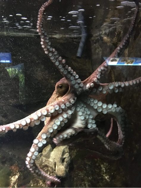 Octopus In Aquarium, Zoo Aquarium, Aquatic Life, Travel Around The World, Travel Around, Octopus, Around The Worlds, Books, Animals