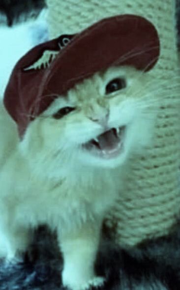 Cats With Hats On, Cat With Hat Pfp, Cats With Hats, Cats In Hats, Swag Cat, Cat With Hat, Silly Hats, Cat Profile, Cat Pfp