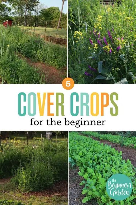 Garden For Beginners, Fall Crops, Garden Cover, Vegetable Garden Beds, Cover Crops, Spring Crops, Gardening Diy, Thriving Garden, Plant Covers