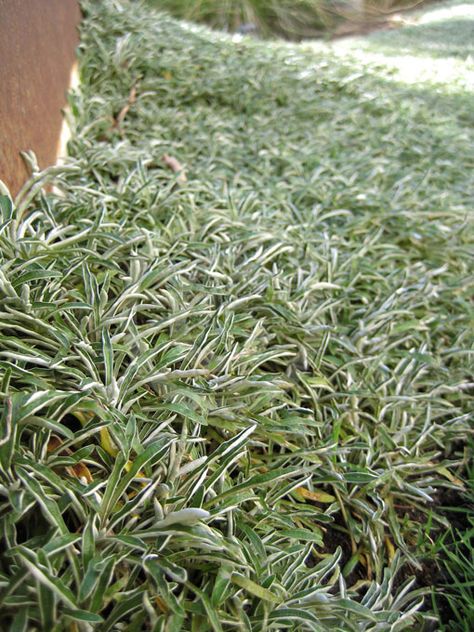 Dymondia margaretae, Silver Carpet. Silver Carpet, Plant Information, Ground Cover, Search Engine, Herbs, Home And Garden, Carpet, Plants, Green