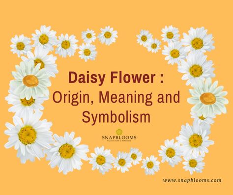 Read Daisy Flower Meaning, Origin and Symbolism From Snapblooms Blogs. Here's Something You Might Find Interesting! Daisy Symbolism Meaning, Daisy Meaning Flowers, Daisy Symbolism, Daisy Meaning, Daisy Tattoo Meaning, Daisy Quotes, Daisy Plant, April Birth Flower, Family Flowers