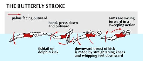 Learn To Swim : Butterfly Stroke How To Do Butterfly, Butterfly Swimming, Swimming Strokes, Swimming Fitness, Swim Coach, Swimming Tips, Learn To Swim, Swimming Workout, Parkour