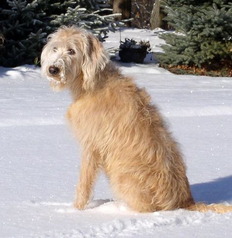 Straight hair labradoodle Straight Hair Labradoodle, Labradoodle Hair, F1 Labradoodle, Australian Labradoodle, Dog Mixes, Dog Rooms, Golden Doodle, Dog Rules, Beauty Of The World