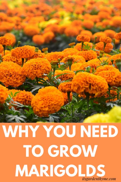 Marigolds In Garden, African Marigold, Growing Marigolds, Planting Marigolds, Flower Growing, Flower Farming, Gardening Inspiration, Vegetable Gardens, Easy Care Plants