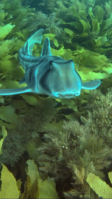 Port Jackson Shark, Southern Australia, Shark Wallpaper, Ocean Images, Kelp Forest, Shark Swimming, Awesome Animals, Marine Biology, Sharks