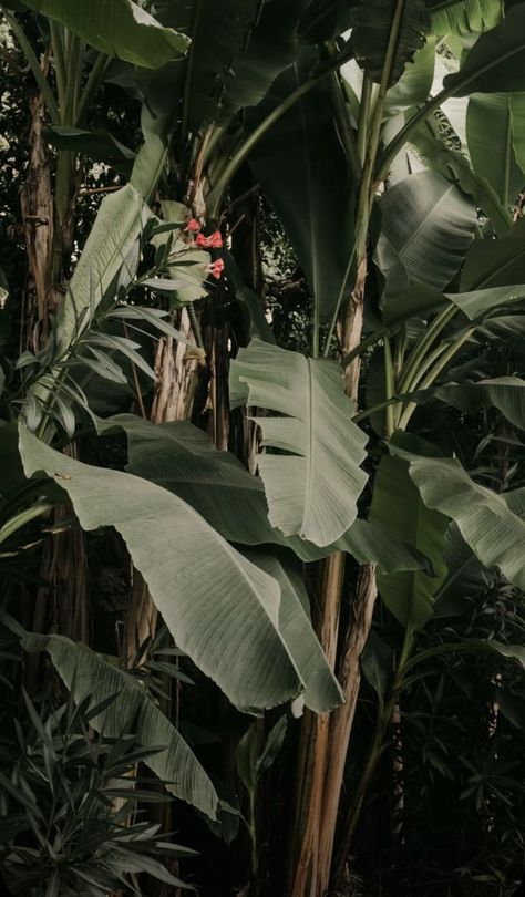 Aesthetic Leaves, Jungle Aesthetic, Garden Mural, Outdoor Shoot, Big Leaves, Garden Club, Motivational Art, Breath Of Fresh Air, Tropical Paradise