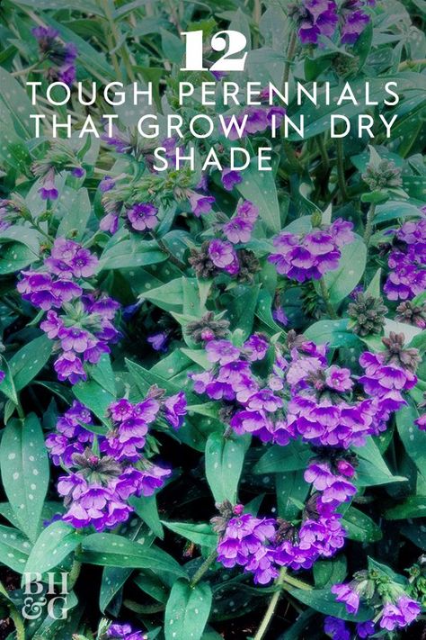 Plants For Dry Shade, Plants That Love Shade, Front Yard Flower Bed, Dry Shade Plants, Perennial Garden Plans, Shade Landscaping, Plants Under Trees, Shade Gardening, Tattoo Plant