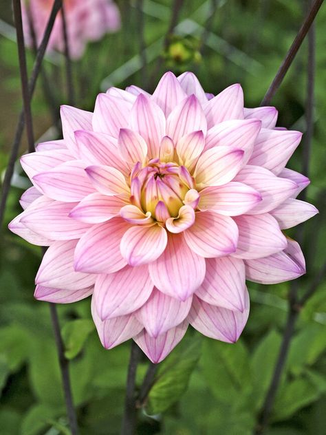 Butterfly Garden Plants, Long Vase, Asclepias Tuberosa, Tall Plants, Dahlia Flower, Flower Border, Butterfly Garden, Flower Market, Types Of Plants