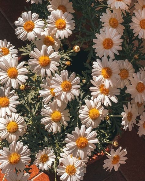 Joyful Seasons on Tumblr Chamomile Flowers Wallpaper, Chamomile Plant Aesthetic, Daisys Aesthic, Chamomile Flowers Aesthetic, Aesthic Flowers, Camomille Flowers, Aesthic Background, Aesthetic Chamomile, Chamomile Aesthetic