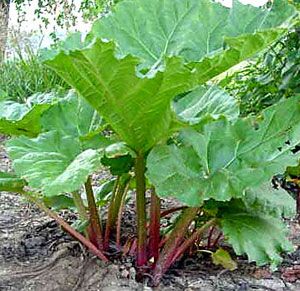 Tips for growing rhubarb: climate, soil type, feeding, and sustainable control of pests and diseases. Using rhubarb leaves to make insecticide. Rhubarb Rhubarb, Growing Rhubarb, Rhubarb Plants, Perennial Vegetables, Homestead Gardens, Plants Growing, Plant Growing, Garden Veggies, Growing Fruit