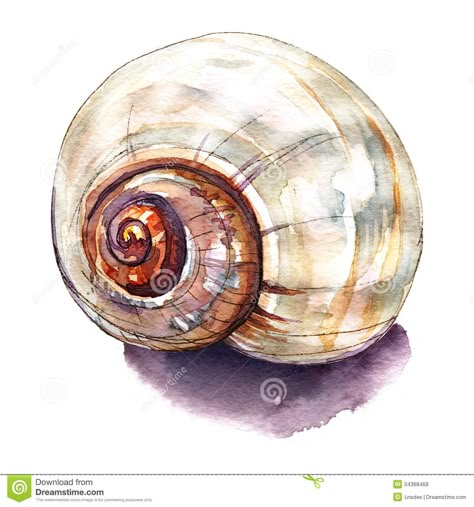 Shell Drawing, Art Coquillage, Sea Life Art, Seashell Painting, Watercolor Ocean, Painted Shells, Watercolor Paintings Easy, Seashell Art, Arte Inspo