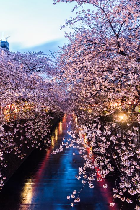 #tokyo #culturetrip #forcurioustravellers #tokyoparks #exploretokyo #tokyocityguide #tokyoattractions #tokyoguide #cherryblossom Spring In Japan, Japan Spring, Yoyogi Park, Beautiful Parks, Aesthetic Japan, Tokyo Travel, Spring Trip, Traditional Landscape, Beautiful Park