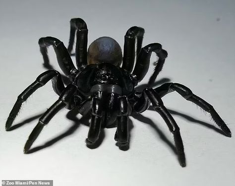 Trapdoor Spider, Scary Nature, One Pound Coin, Spider Venom, Types Of Spiders, Spider Species, Veterinary Services, Everglades National Park, Bee Sting