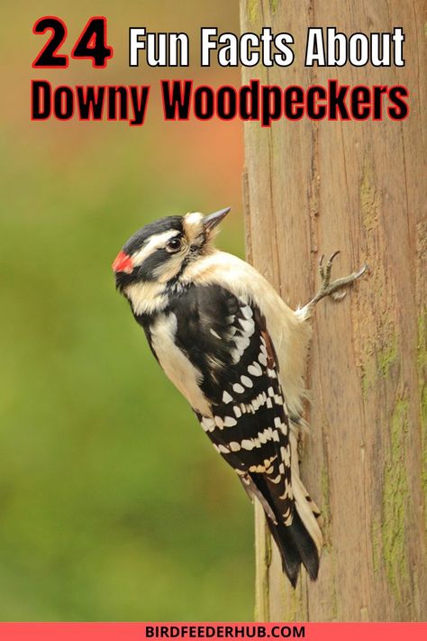 Woodpecker Bird House, Wild Birds Backyards, Downey Woodpecker, Woodpecker Feeder, Texas Birds, Red Bellied Woodpecker, Birdhouse Plans, Backyard Birds Watching, Backyard Birds Sanctuary