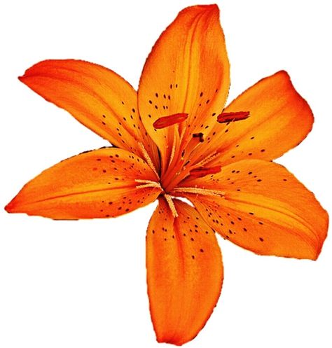 Tiger Lily Drawing, Tiger Lily Flowers, Lily Drawing, Yellow Png, Lilies Drawing, Beach Art Painting, Lilly Flower, Sky Art Painting, Lily Painting