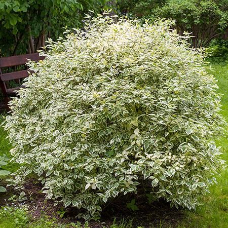 Touch of Elegance Dogwood Shrubs for Sale – FastGrowingTrees.com Dogwood Bush, Dogwood Shrub, Lakeside Garden, Twig Dogwood, Dogwood Trees, Dogwood Flowers, Fast Growing Trees, Pollinator Garden, Deciduous Trees