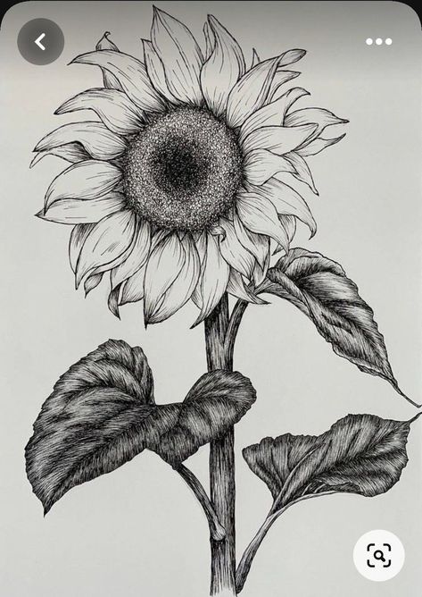 Sunflower Tattoo Sketch Design, Sunflower Ink Drawing, Sunflower Stippling, Sunflower Sketch Aesthetic, Drawing A Sunflower, Nature Tattoo Drawings, Sunflower Sketch Pencil, Sunflower Aesthetic Drawing, Half Sunflower Drawing