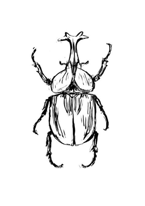 Coraline Beetle, Beetle Drawing, Beetle Illustration, Rhino Beetle, Beetle Tattoo, Arte Doodle, Bug Art, Insect Art, Arte Inspo