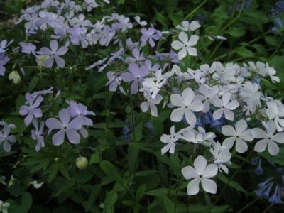 What Is Woodland Phlox – Learn About Growing Woodland Phlox Plants Woodland Phlox Flower, Shire Garden, Phlox Plant, Michigan Gardening, Phlox Flowers, New England Garden, Shade Landscaping, Creeping Phlox, Native Plant Gardening