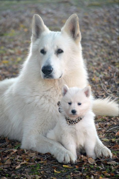 Swiss Shepherd Dog, Swiss Shepherd, Funny German Shepherd, White Swiss Shepherd, White Shepherd, White German Shepherd, Herding Dogs, Pretty Dogs, Dog Breeder