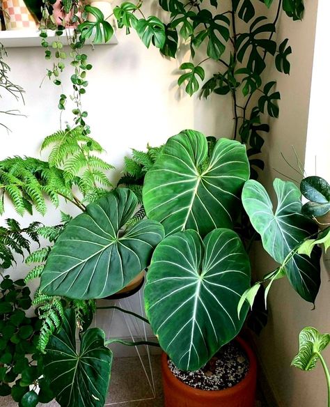 Philodendron Gloriosum, Plant Party, Greenhouse Plants, Plants Are Friends, Paper Plants, Inside Plants, Interior Plants, Plant Identification, Plant Aesthetic