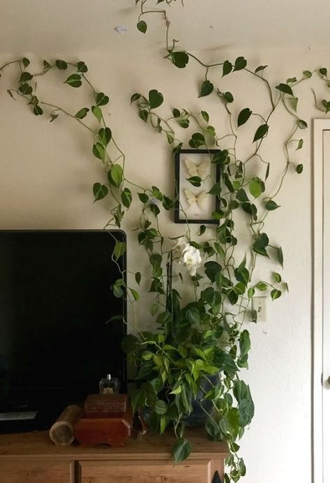 25 Low Light Plant Decor Ideas | Balcony Garden Web Greenery Decor Home, Philodendron Decor, Planty Bedrooms, Plant Filled Bedroom, Hanging Philodendron, Indoor Plants Decor Bedroom, Hanging Plant Ideas, Philodendron Brasil, Indoor Vines